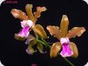 Cattleya tenuis